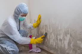 Mold Removal Services